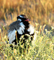 Northern black korhaan (male) - Ongava - Namibia