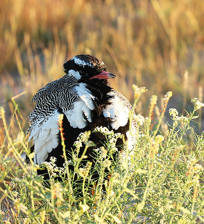 Northern black korhaan (male) - Ongava - Namibia