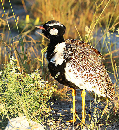 Northern black korhaan (male) - Ongava - Namibia