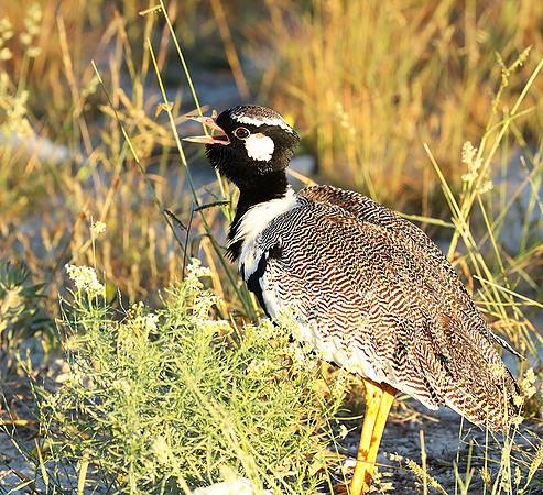 Northern black korhaan (male) - Etosha - Namibia