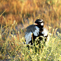 Northern black korhaan (male) - Ongava - Namibia