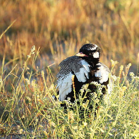 Northern black korhaan (male) - Ongava - Namibia