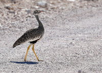 Northern black korhaan (female) - Ongava - Namibia