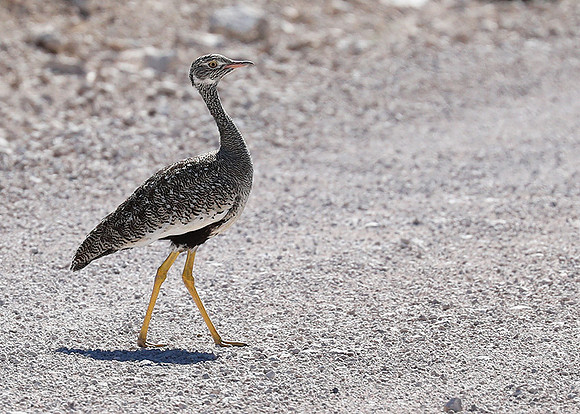 Northern black korhaan (female) - Ongava - Namibia