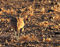 Ruppels korhaan - Sossusvlei