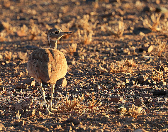 Ruppels korhaan - Sossusvlei