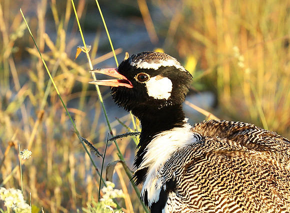 Northern black korhaan (male) - Etosha - Namibia