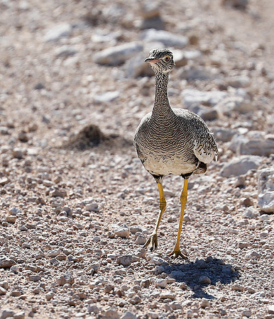 Northern black korhaan (female) - Ongava - Namibia