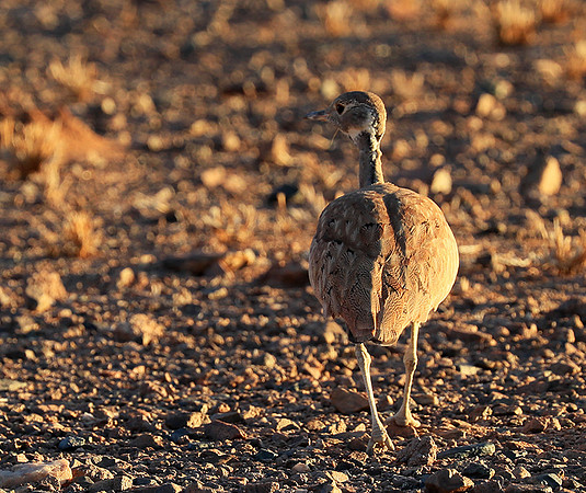 Ruppels korhaan - Sossusvlei