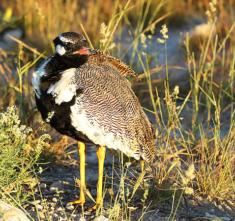 Northern black korhaan (male) - Etosha - Namibia