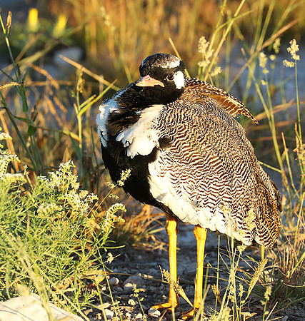 Northern black korhaan (male) - Etosha - Namibia