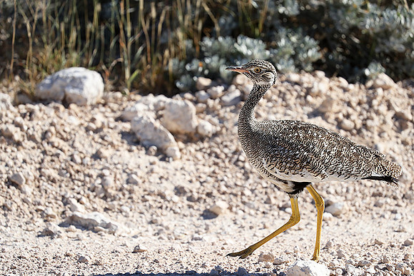 Northern black korhaan (female) - Etosha - Namibia