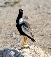 Northern black korhaan (male) - Ongava - Namibia