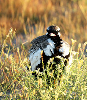 Northern black korhaan (male) - Ongava - Namibia