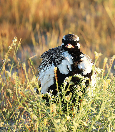 Northern black korhaan (male) - Ongava - Namibia
