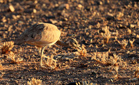 Ruppels korhaan - Sossusvlei