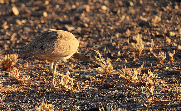 Ruppels korhaan - Sossusvlei