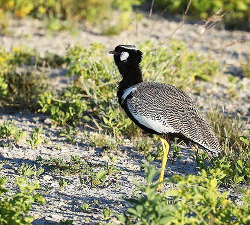 Northern black korhaan (male) - Ongava - Namibia