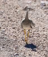 Northern black korhaan (female) - Ongava - Namibia