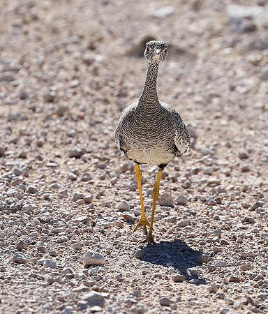 Northern black korhaan (female) - Ongava - Namibia