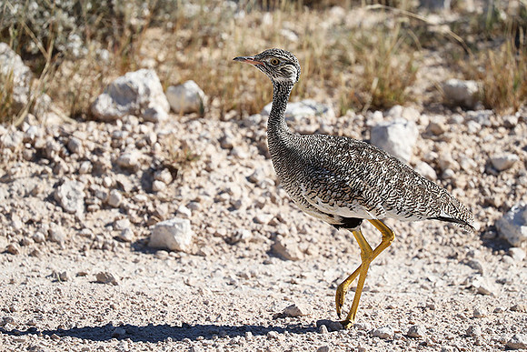 Northern black korhaan (female) - Etosha - Namibia