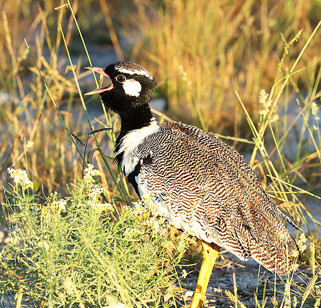 Northern black korhaan (male) - Etosha - Namibia
