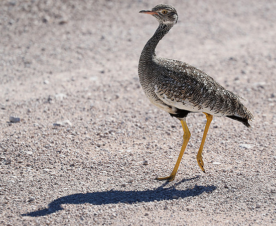 Northern black korhaan (female) - Etosha - Namibia