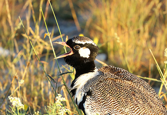 Northern black korhaan (male) - Etosha - Namibia