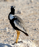 Northern black korhaan (male) - Ongava - Namibia