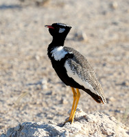 Northern black korhaan (male) - Ongava - Namibia