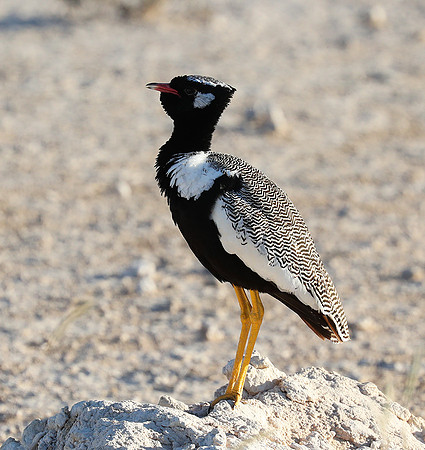 Northern black korhaan (male) - Ongava - Namibia