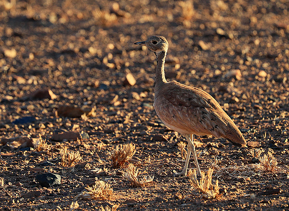 Ruppels korhaan - Sossusvlei