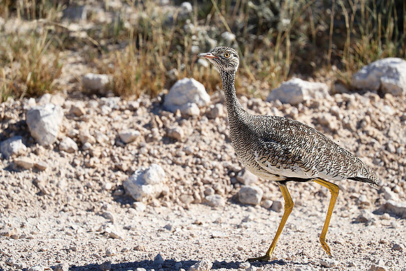Northern black korhaan (female) - Etosha - Namibia