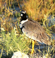 Northern black korhaan (male) - Ongava - Namibia