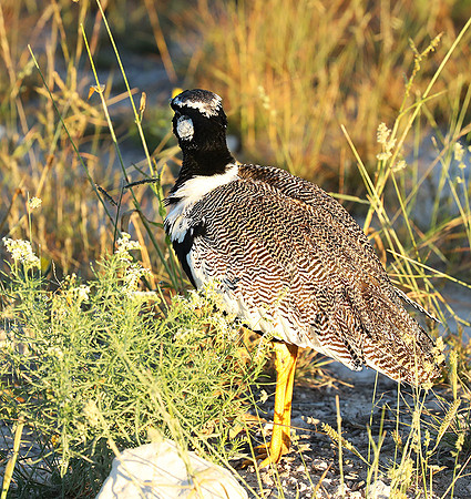 Northern black korhaan (male) - Ongava - Namibia