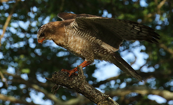 Juvenile dark chanting goshawk at Sabi Sand