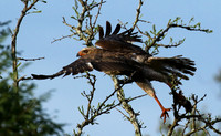 Juvenile dark chanting goshawk at Sabi Sand