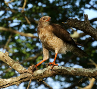 Juvenile dark chanting goshawk at Sabi Sand