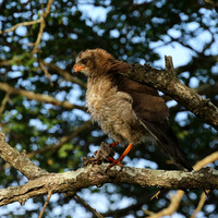 Juvenile dark chanting goshawk at Sabi Sand