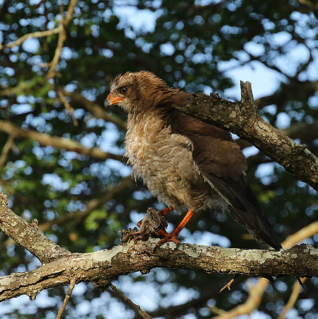 Juvenile dark chanting goshawk at Sabi Sand