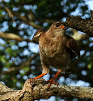 Juvenile dark chanting goshawk at Sabi Sand