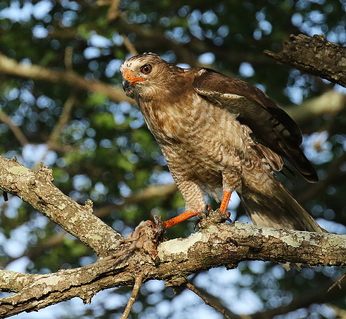Juvenile dark chanting goshawk at Sabi Sand