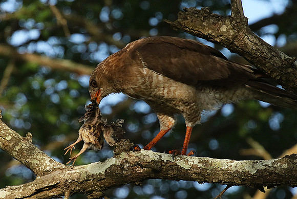 Juvenile dark chanting goshawk at Sabi Sand