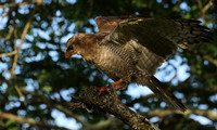 Goshawks