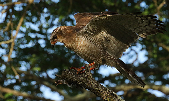 Juvenile dark chanting goshawk at Sabi Sand
