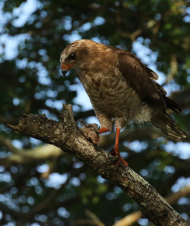 Juvenile dark chanting goshawk at Sabi Sand