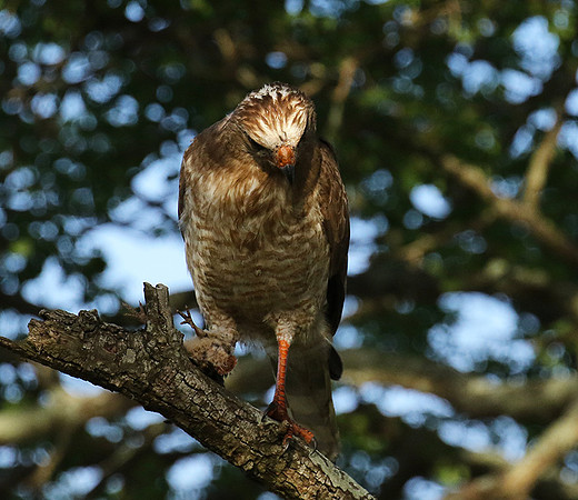 Juvenile dark chanting goshawk at Sabi Sand