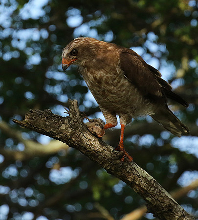 Juvenile dark chanting goshawk at Sabi Sand