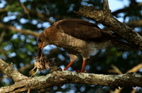 Juvenile dark chanting goshawk at Sabi Sand
