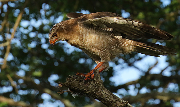 Juvenile dark chanting goshawk at Sabi Sand